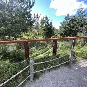 Spotted Hyena Exhibit #1