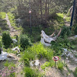 Spotted Hyena Exhibit - skulls on path
