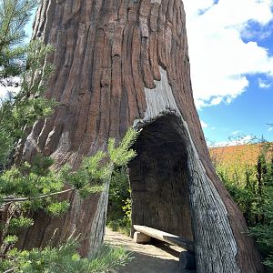Spotted Hyena Exhibit - Tree Overlook