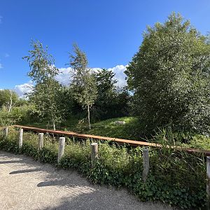 Spotted Hyena Exhibit #1