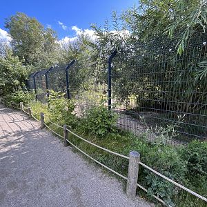 Spotted Hyena Exhibit #2