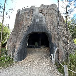 Spotted Hyena Exhibit - tree overlook