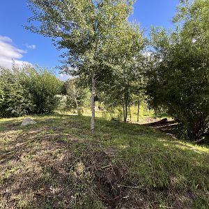 Spotted Hyena Exhibit #2