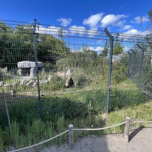 European Lynx Exhibit #2