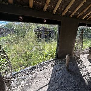 European Lynx Exhibit #1