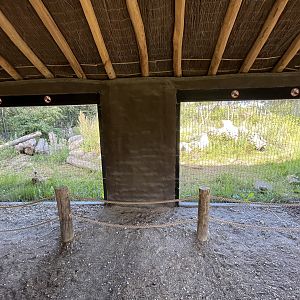 European Lynx Exhibit #2