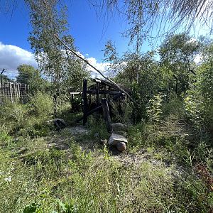 European Lynx Exhibit #1