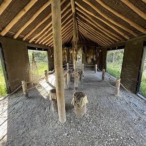 European Lynx Exhibits