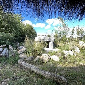 European Lynx Exhibit #2