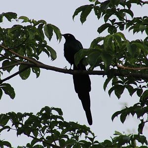 Long-tailed glossy starling