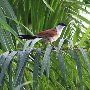 Senegal coucal