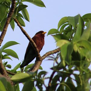 Broad-billed roller