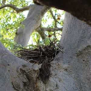 Nest Hooded vulture