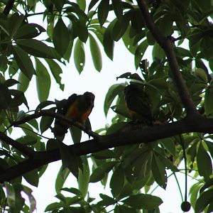 Senegal parrots