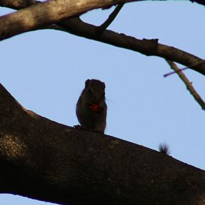 Gambian sun-squirrel