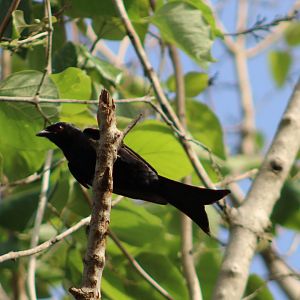 Fork-tailed drongo