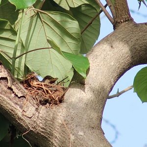 African thrush at the nest
