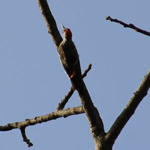 Grey woodpecker