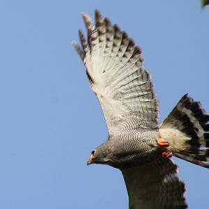 Lizard buzzard