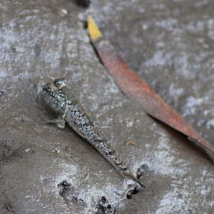 Mudskipper