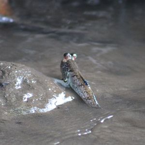 Mudskipper