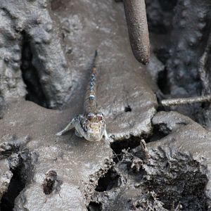 Mudskipper