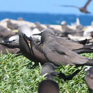 Brown Noddy