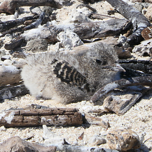 Sooty Tern chick