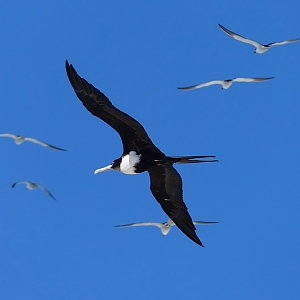 Great Frigatebird