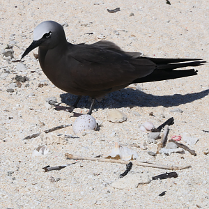 Brown Noddy with egg