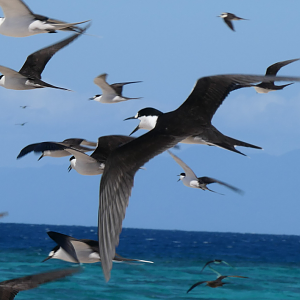 Sooty Tern