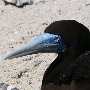 Brown Booby