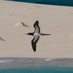Brown Booby