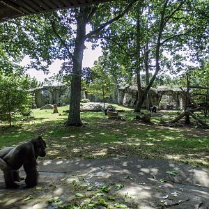 Aug. 2022 - Africa - Gorilla Exhibit