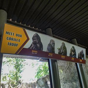 Aug. 2022 - Africa - Gorilla ID Signs