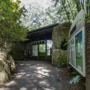 Aug. 2022 - Africa - Gorilla Exhibit (First Viewing)