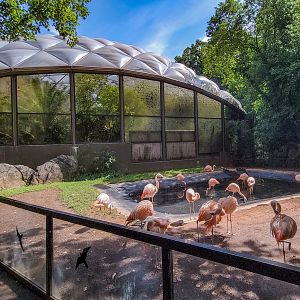 Aug. 2022 - Aviary (Closed) + Chilean Flamingo Exhibit