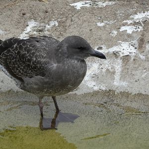 Gull ID? - San Francisco