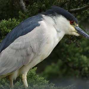 Heron ID? - San Francisco