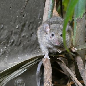 Mouse ID? - San Francisco Zoo South American House