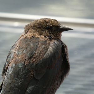 Bird ID? - San Francisco