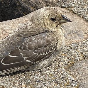 Bird ID? - San Francisco