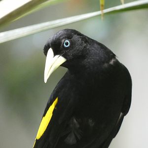 Bird ID? - California Academy of Sciences