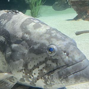 Orange-Spotted Grouper