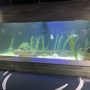Shipwrecks Alive - Main Tank