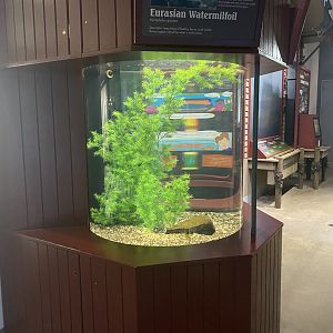 Aquatic Invaders - Goldfish Tank