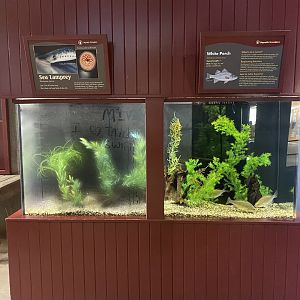 Aquatic Invaders - Sea Lamprey + White Perch Tanks