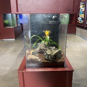 Aquatic Invaders - Cuban Treefrog Terrarium