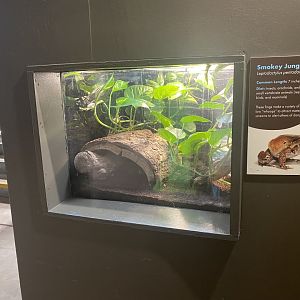 Amazing Amazon - Smokey Jungle Frog Terrarium