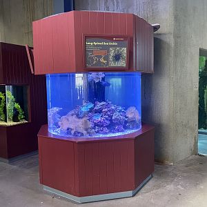 Aquatic Invaders - Red Lionfish/Long-Spined Sea Urchin Tank